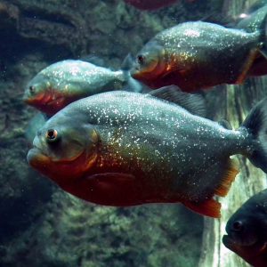 Piranha Pond Pitch Companies Announced